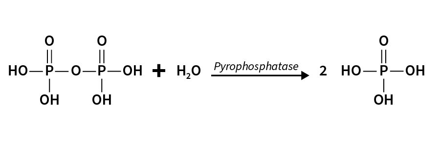 P. mu. Pyrophosphatase
